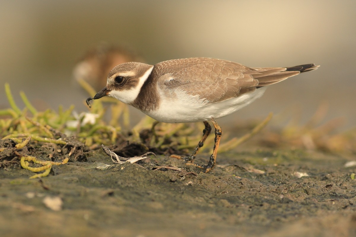 Common Ringed Plover - ML608582965