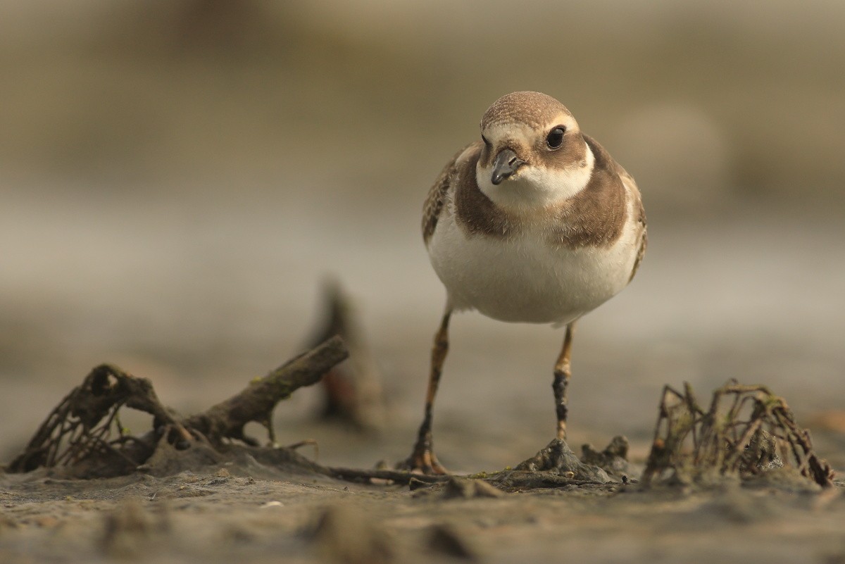 Common Ringed Plover - ML608582966