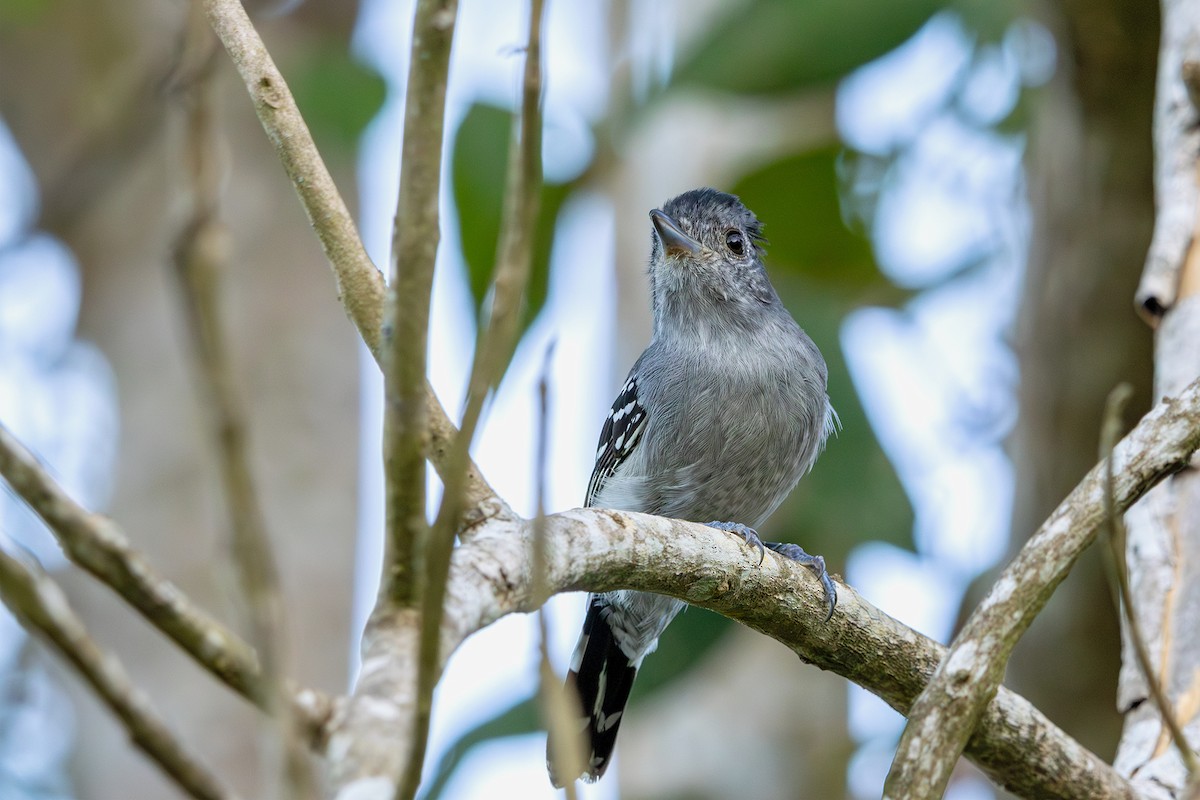 Sooretama Slaty-Antshrike - Gabriel Bonfa