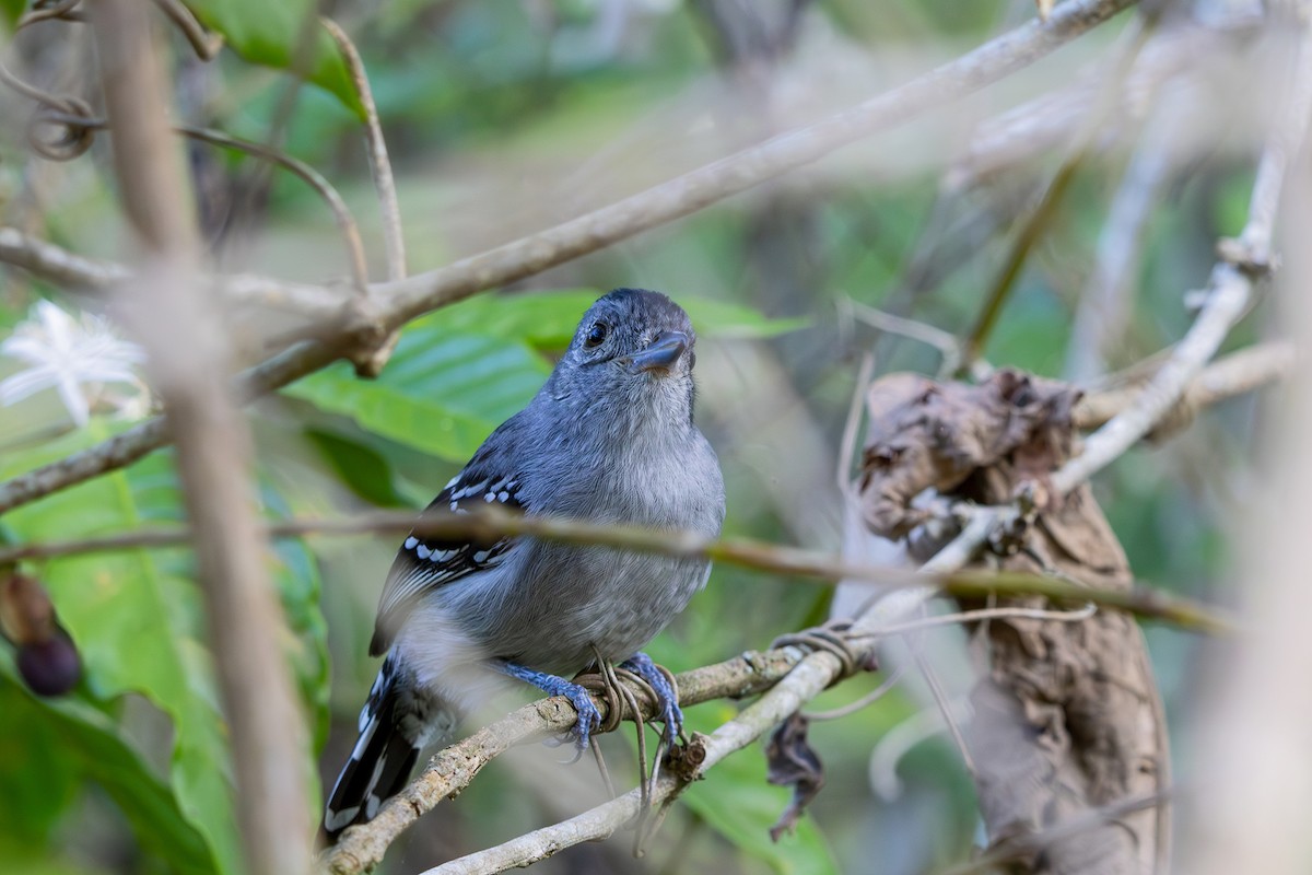 Sooretama Slaty-Antshrike - ML608583045