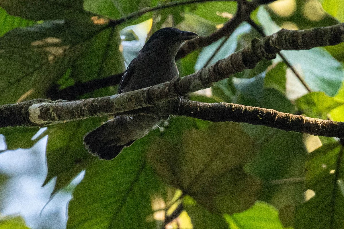 Spot-winged Antshrike - Johnny Wilson