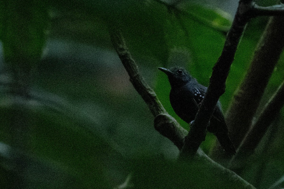 Long-winged Antwren - Johnny Wilson