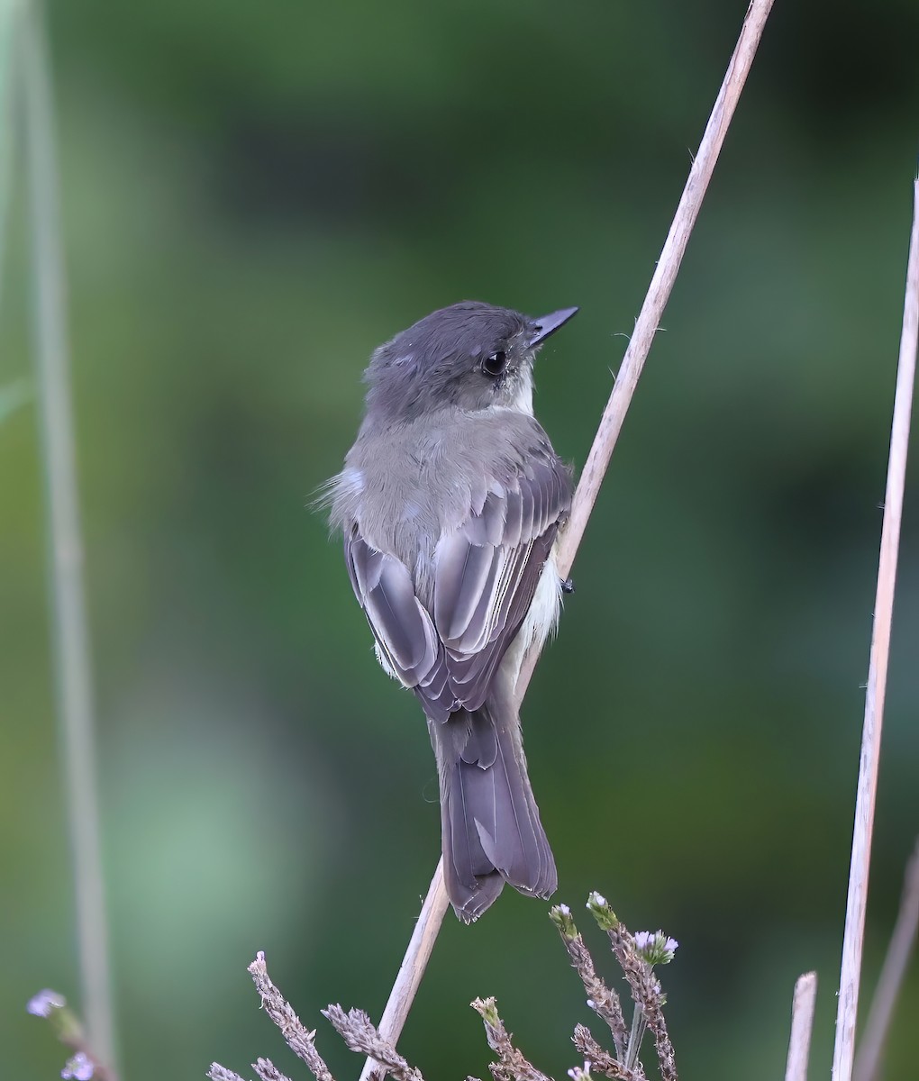 Eastern Phoebe - ML608583089