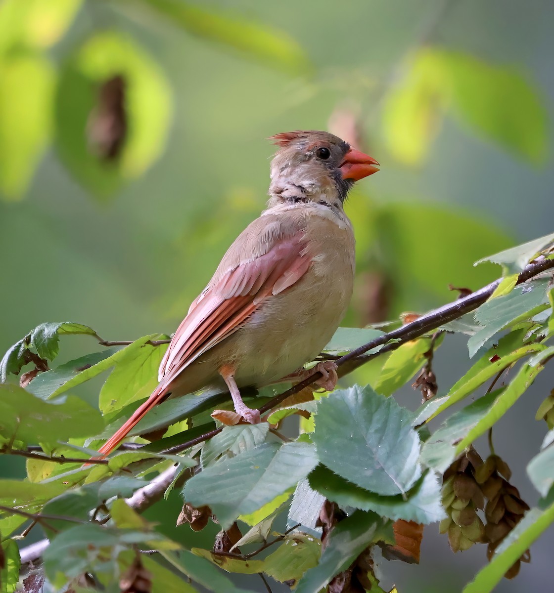 Cardinal rouge - ML608583106