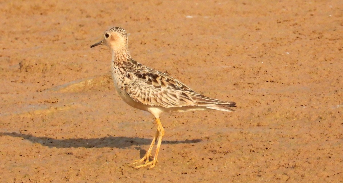 Buff-breasted Sandpiper - ML608583143