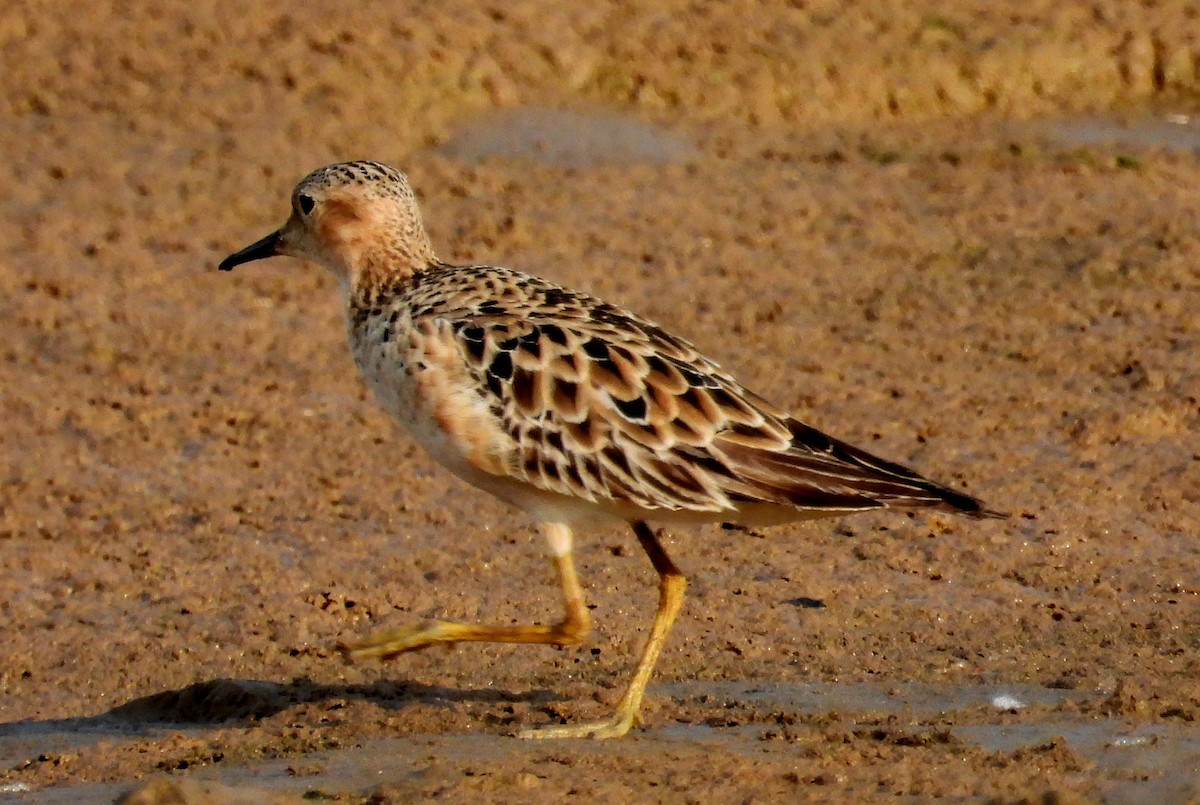 Buff-breasted Sandpiper - ML608583155