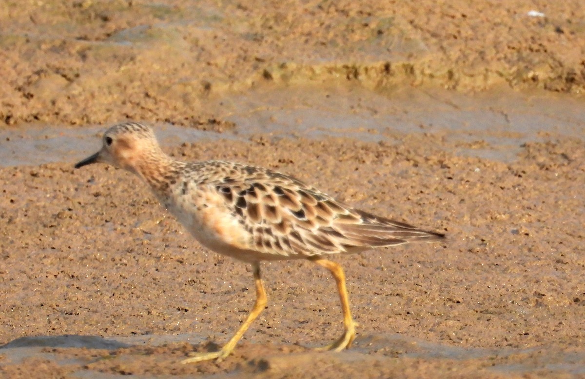 Buff-breasted Sandpiper - ML608583158