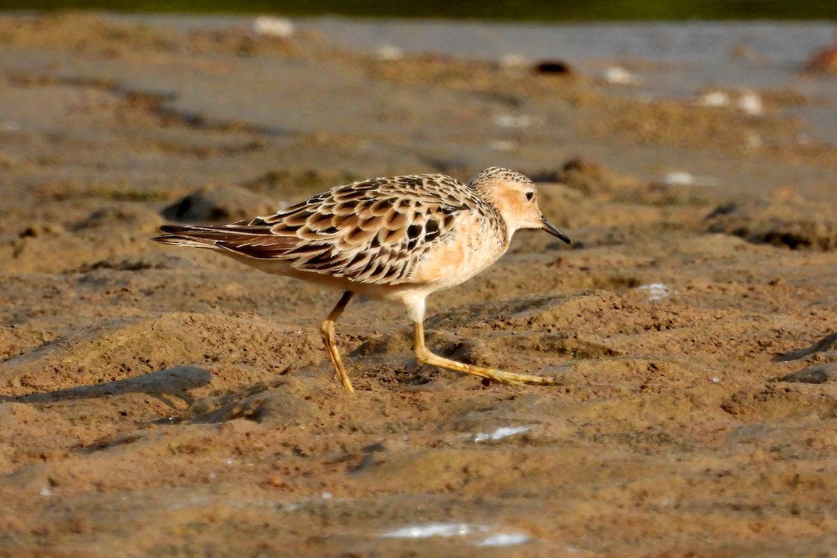 Buff-breasted Sandpiper - ML608583168