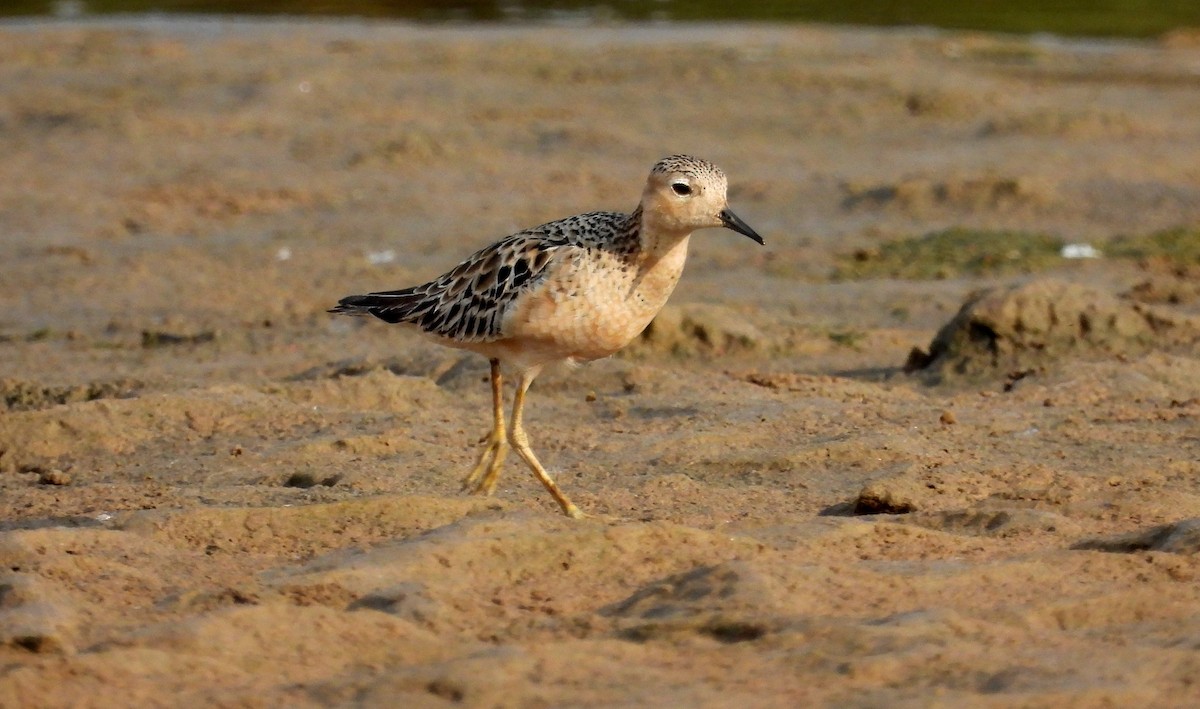 Buff-breasted Sandpiper - ML608583176