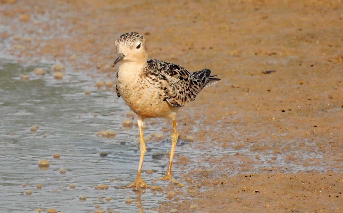 Buff-breasted Sandpiper - ML608583182