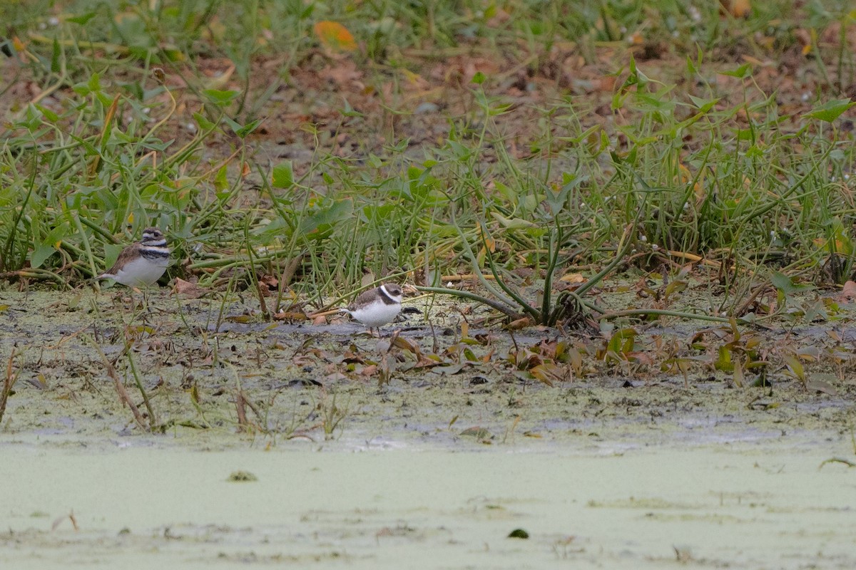 Semipalmated Plover - ML608583319