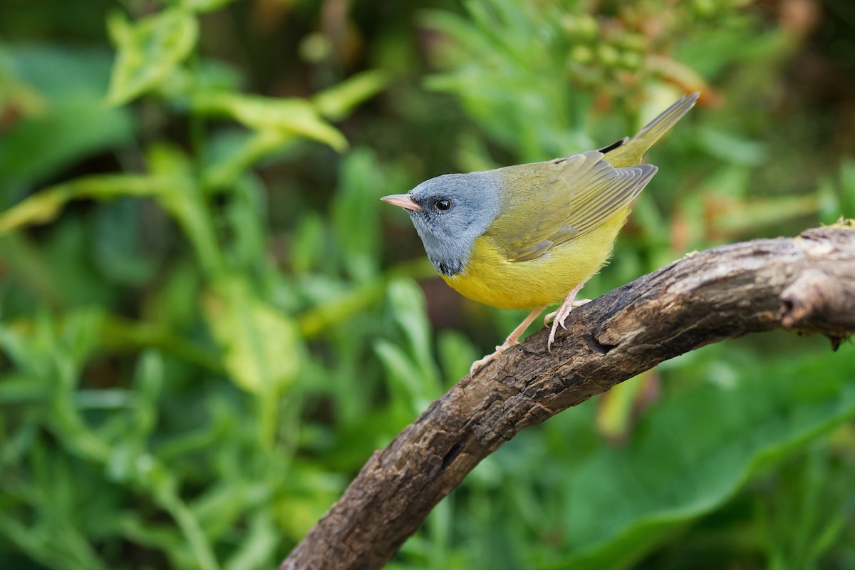 Mourning Warbler - ML608583323