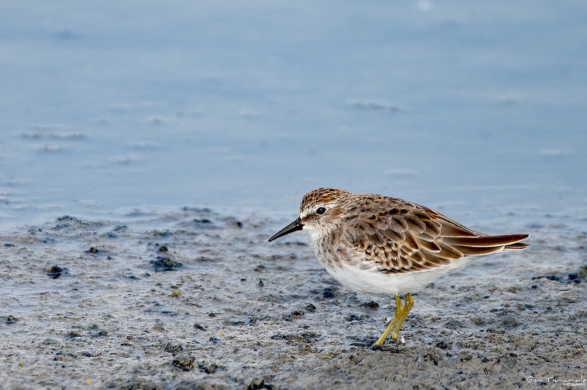 Least Sandpiper - ML608583525