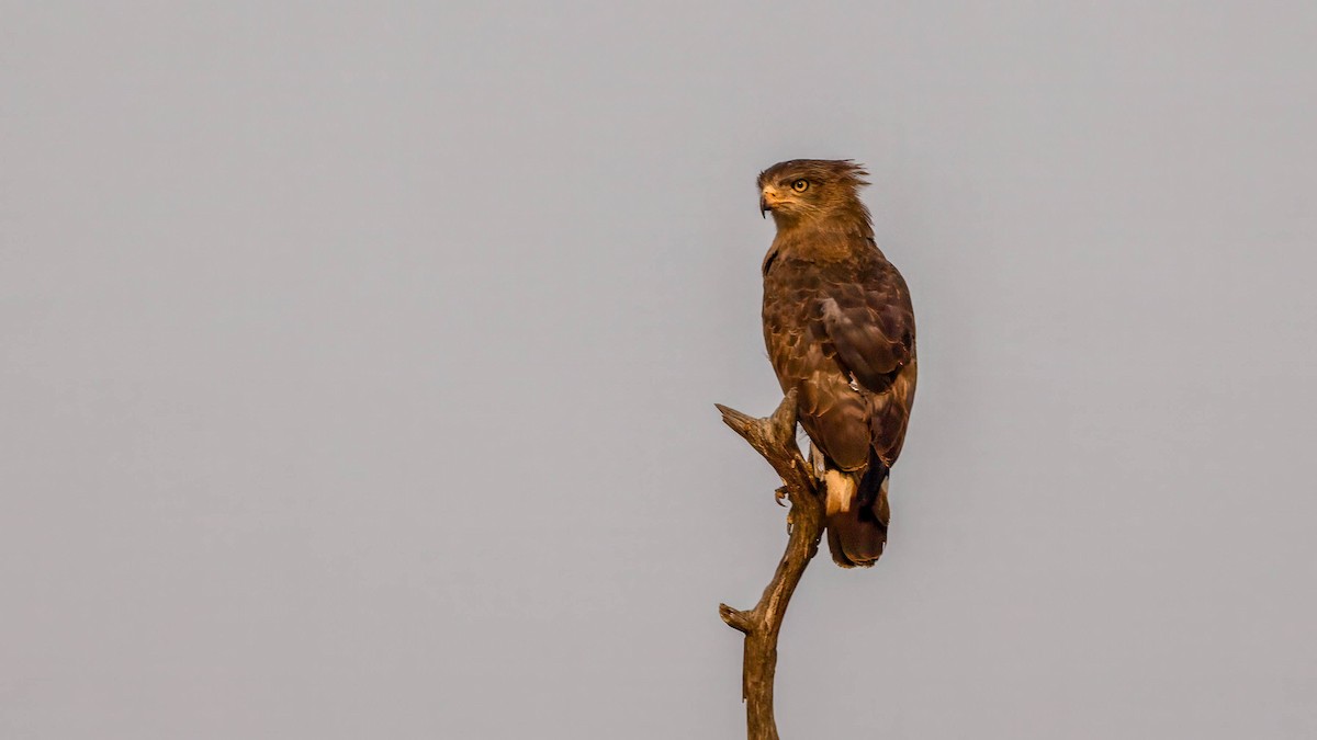 Banded Snake-Eagle - ML608583658