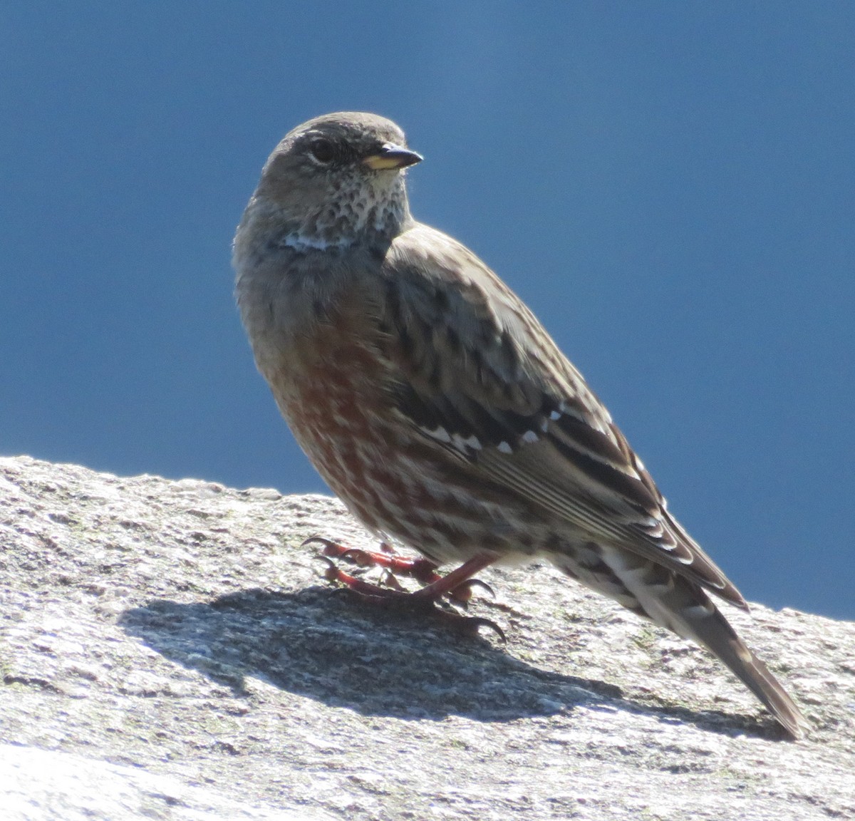 pěvuška podhorní - ML608583714