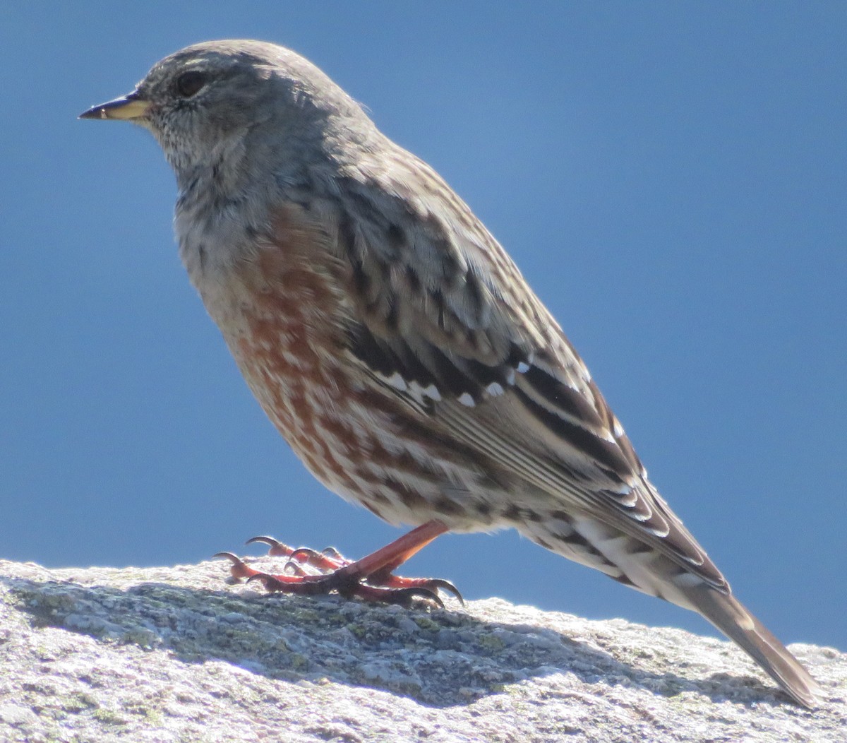 Alpine Accentor - amy silver