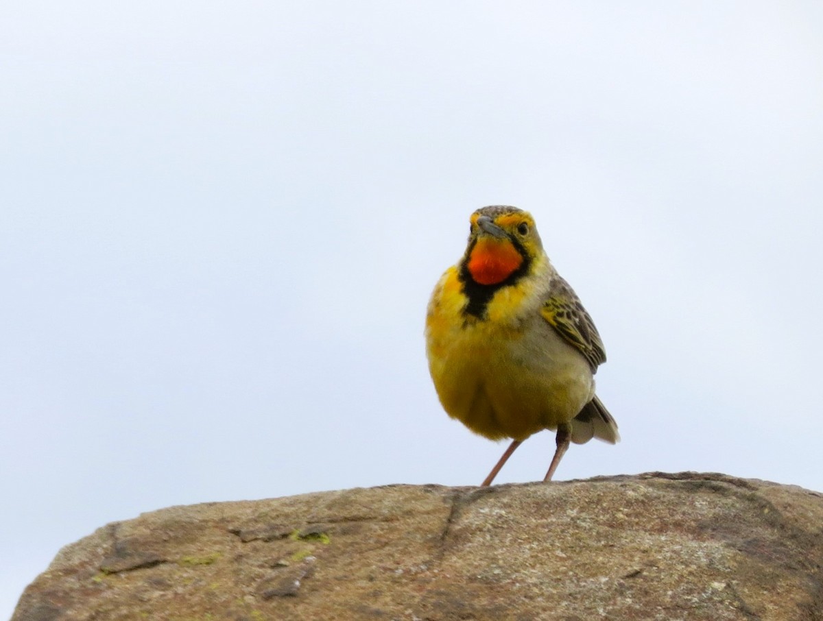 Orange-throated Longclaw - ML608583815