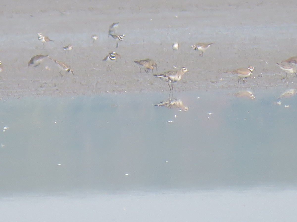 American Golden-Plover - Joe Hoelscher