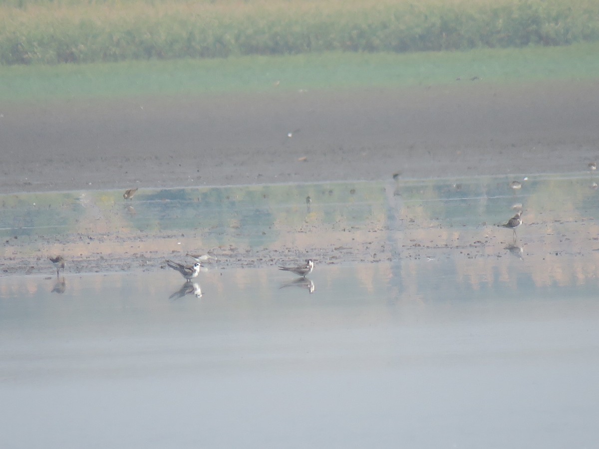 Black Tern - Joe Hoelscher