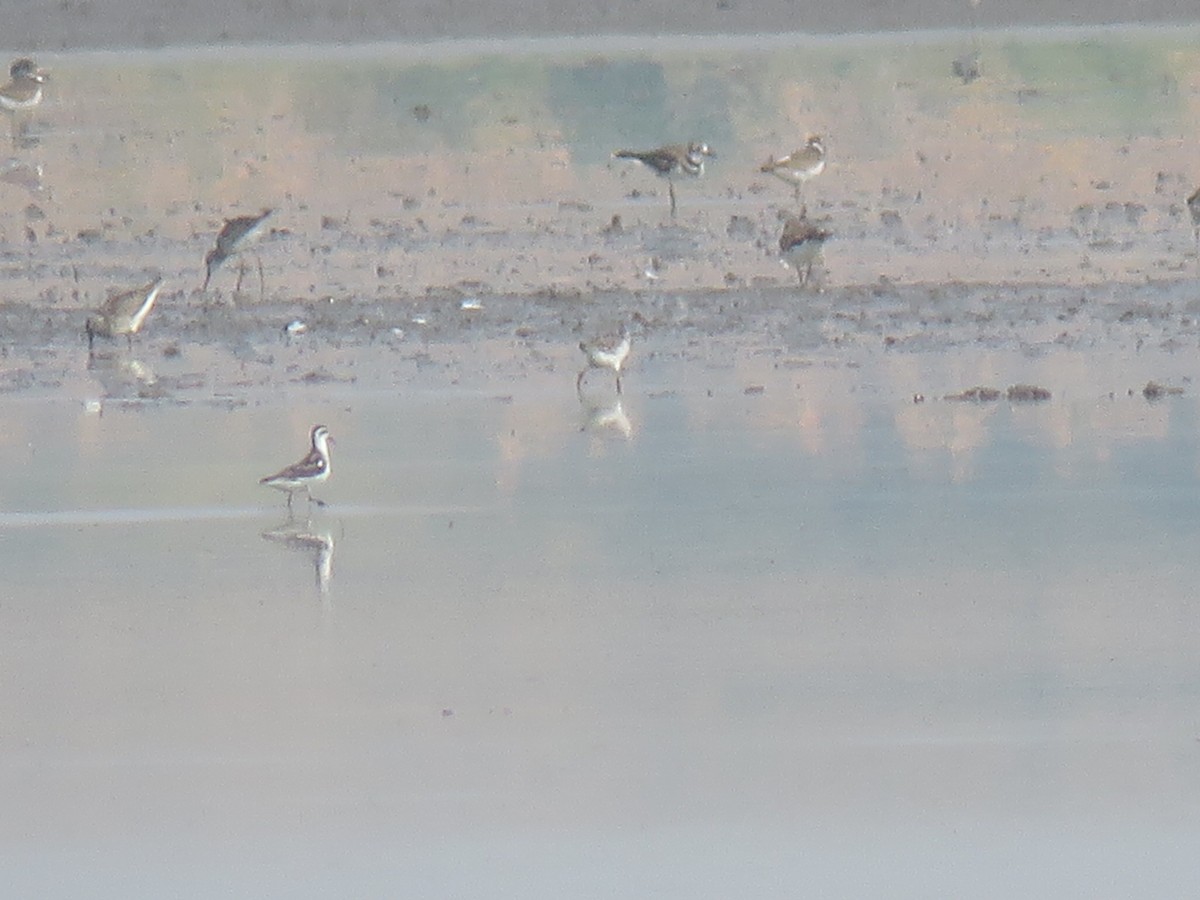 Red-necked Phalarope - ML608583864