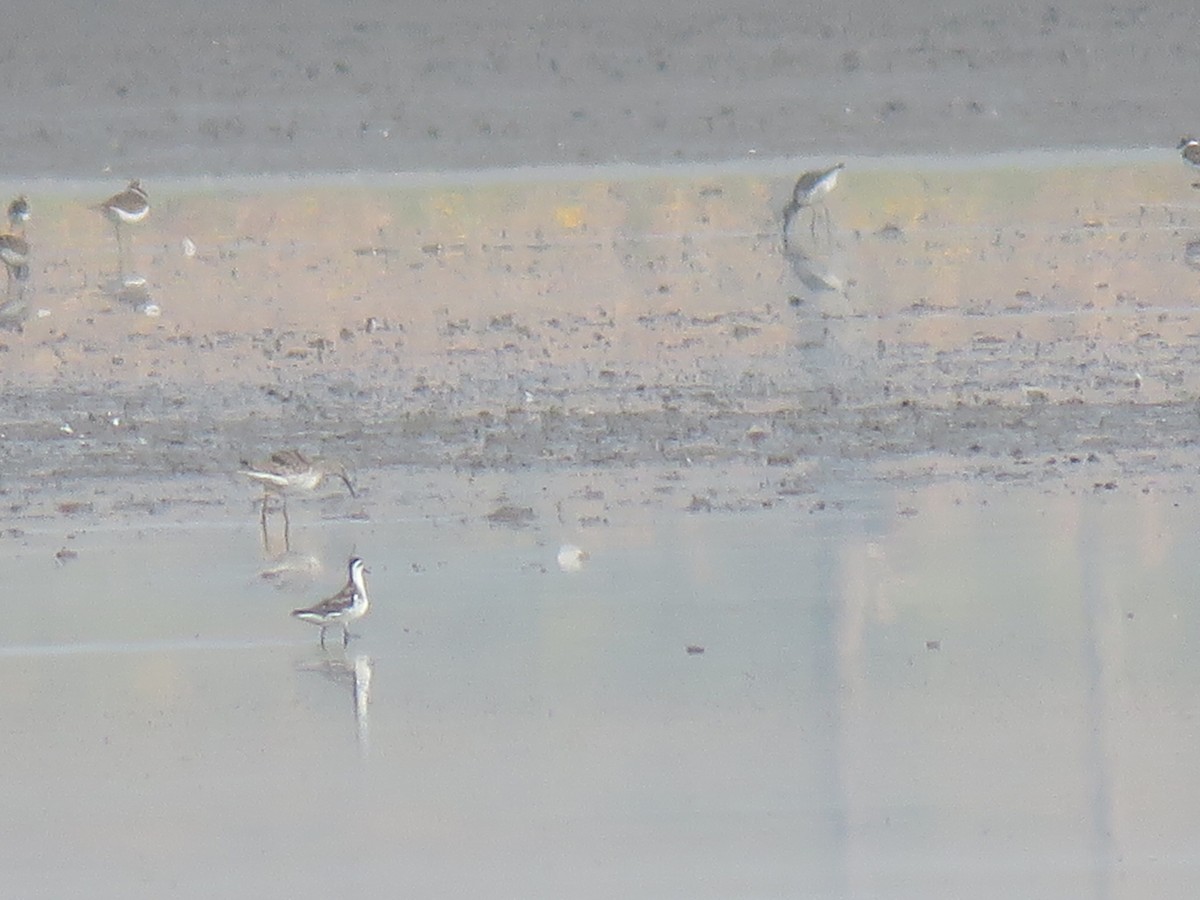 Red-necked Phalarope - Joe Hoelscher