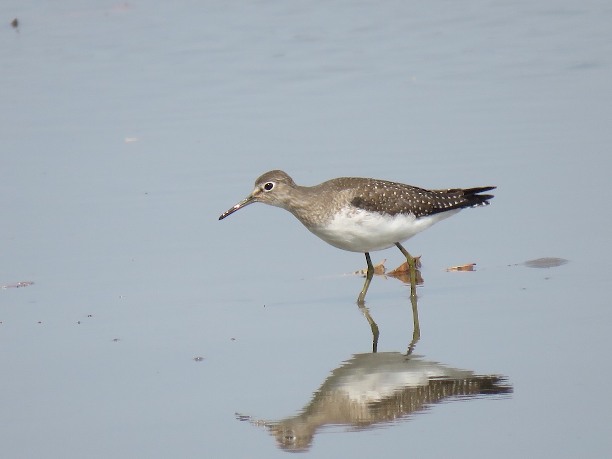 Solitary Sandpiper - Joe Hoelscher