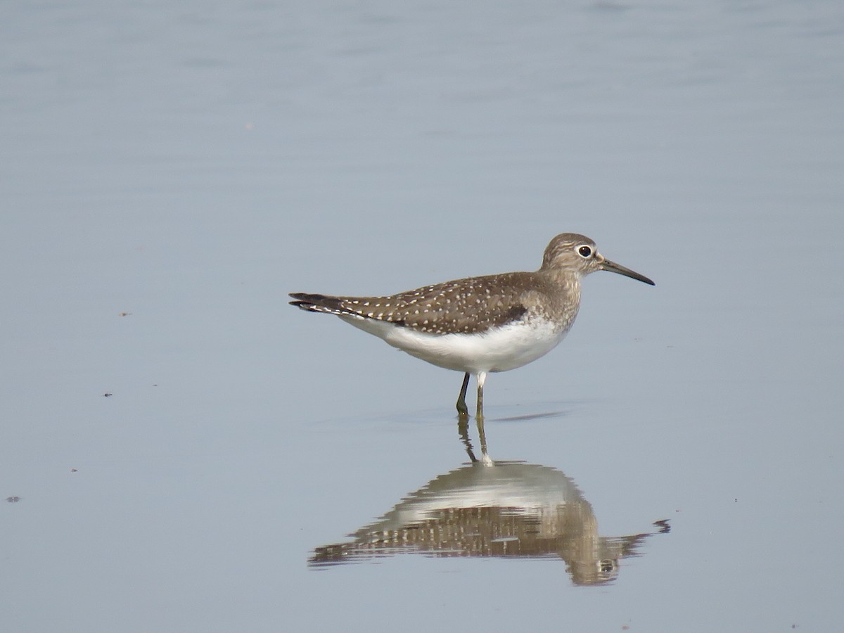 Solitary Sandpiper - Joe Hoelscher