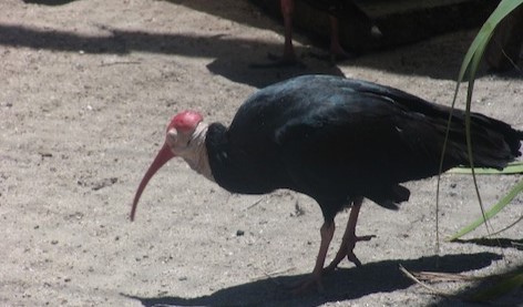 ibis jihoafrický - ML608583889