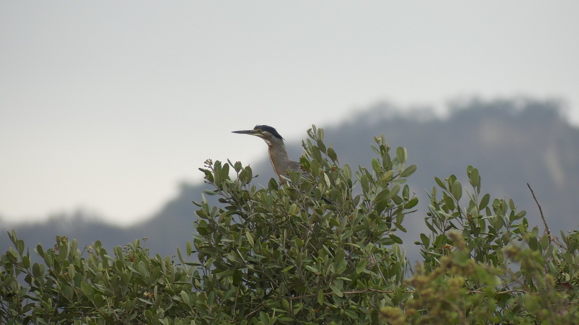 Tricolored Heron - ML608583897