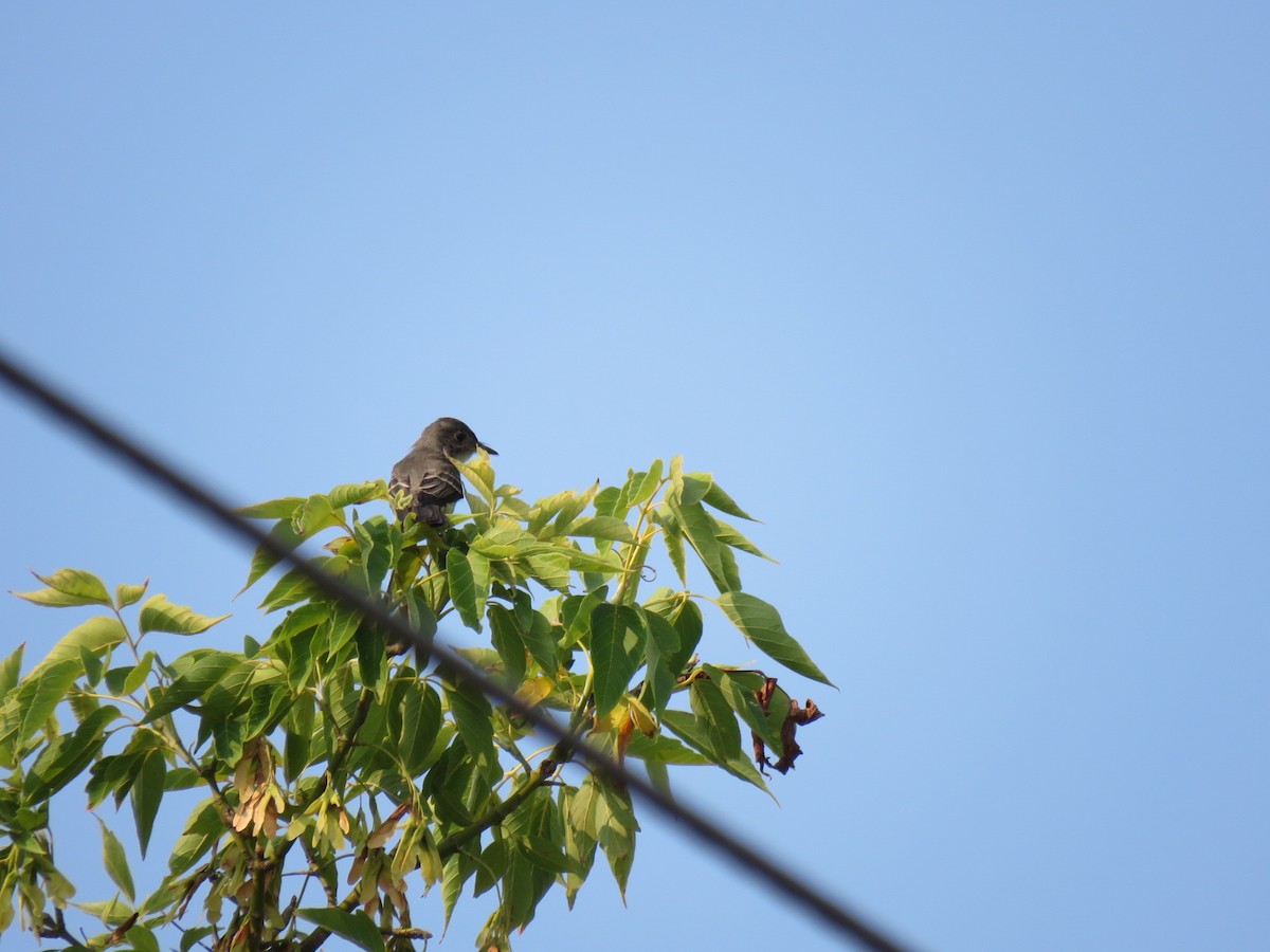 Alder/Willow Flycatcher (Traill's Flycatcher) - ML608583902