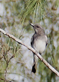 Black-headed Whistler - Marcia Balestri