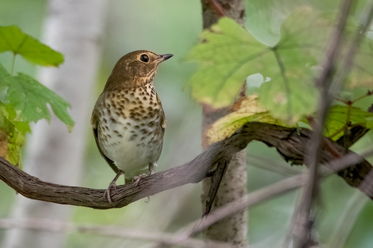 Swainson's Thrush - ML608583940