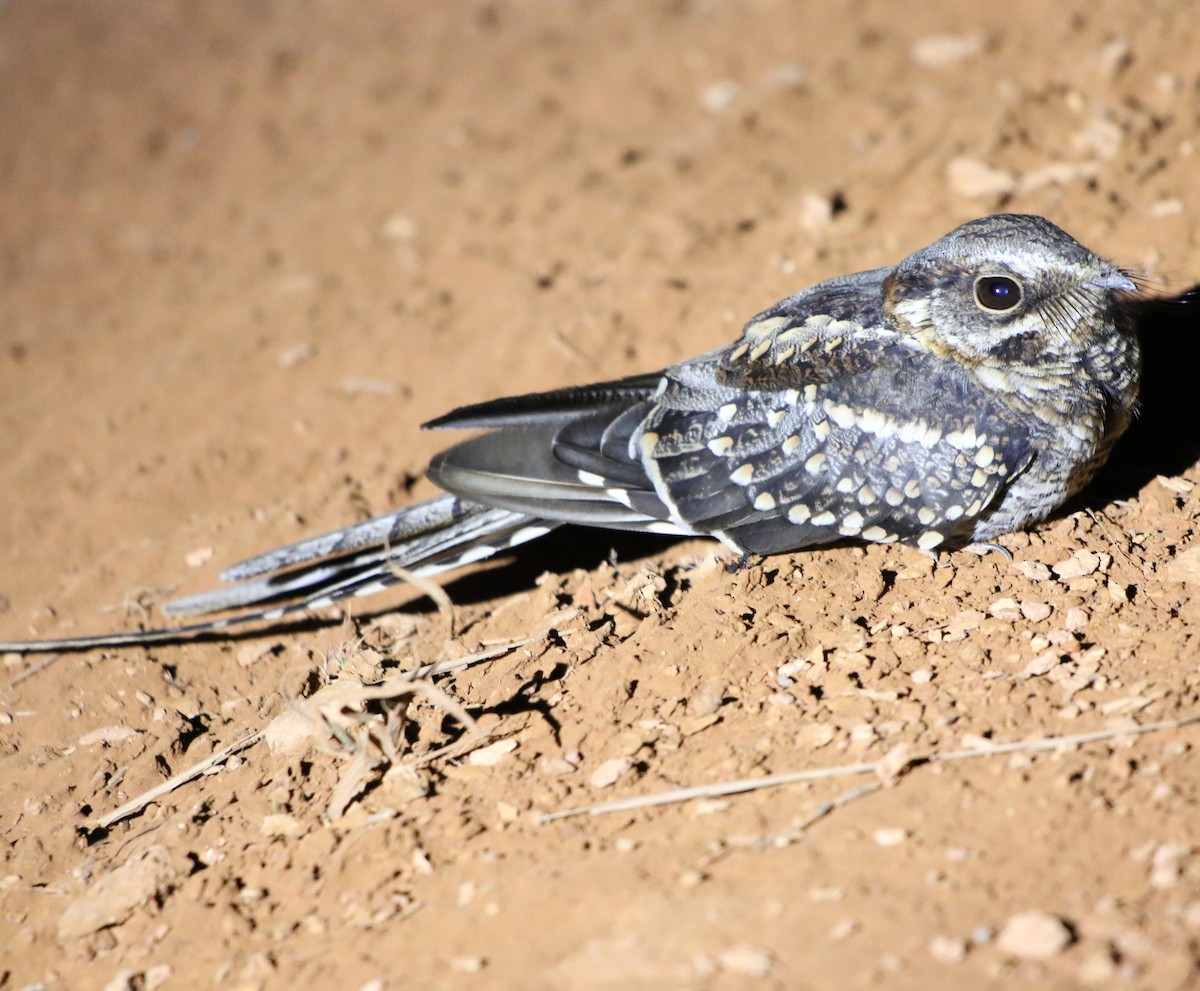 Scissor-tailed Nightjar - Feliciano Lumini