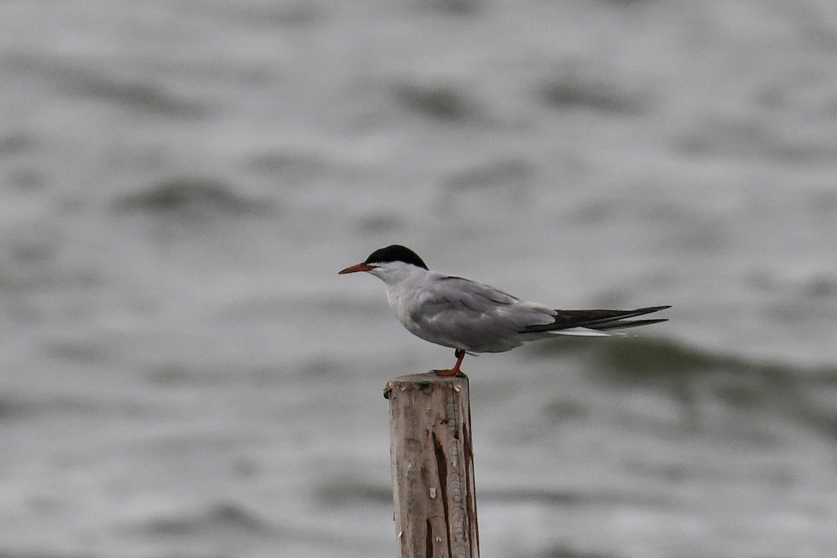 Common Tern - ML608583965