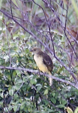 Yellow-breasted Bowerbird - ML608583989