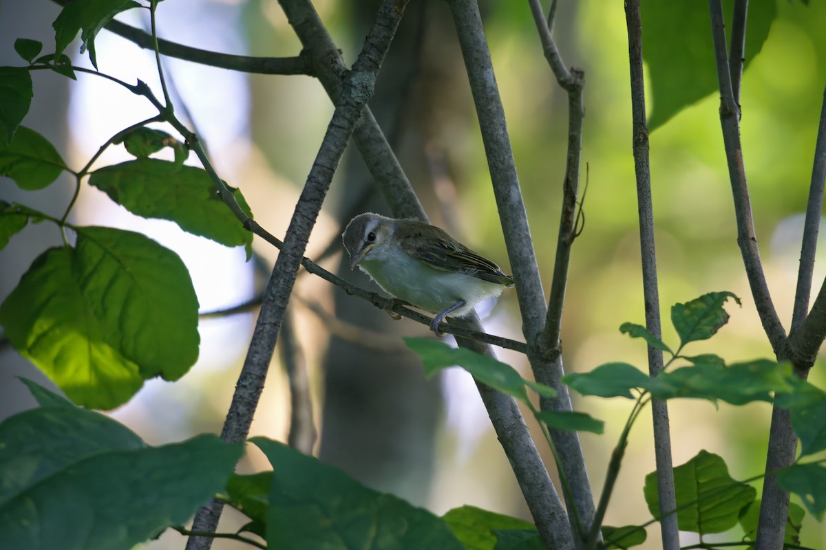 Red-eyed Vireo - Morgan Erskine