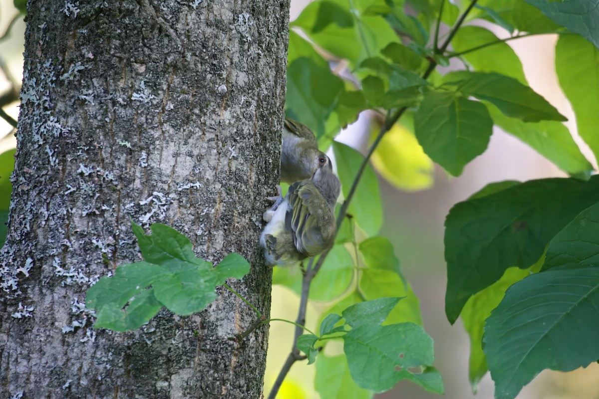 Red-eyed Vireo - Morgan Erskine