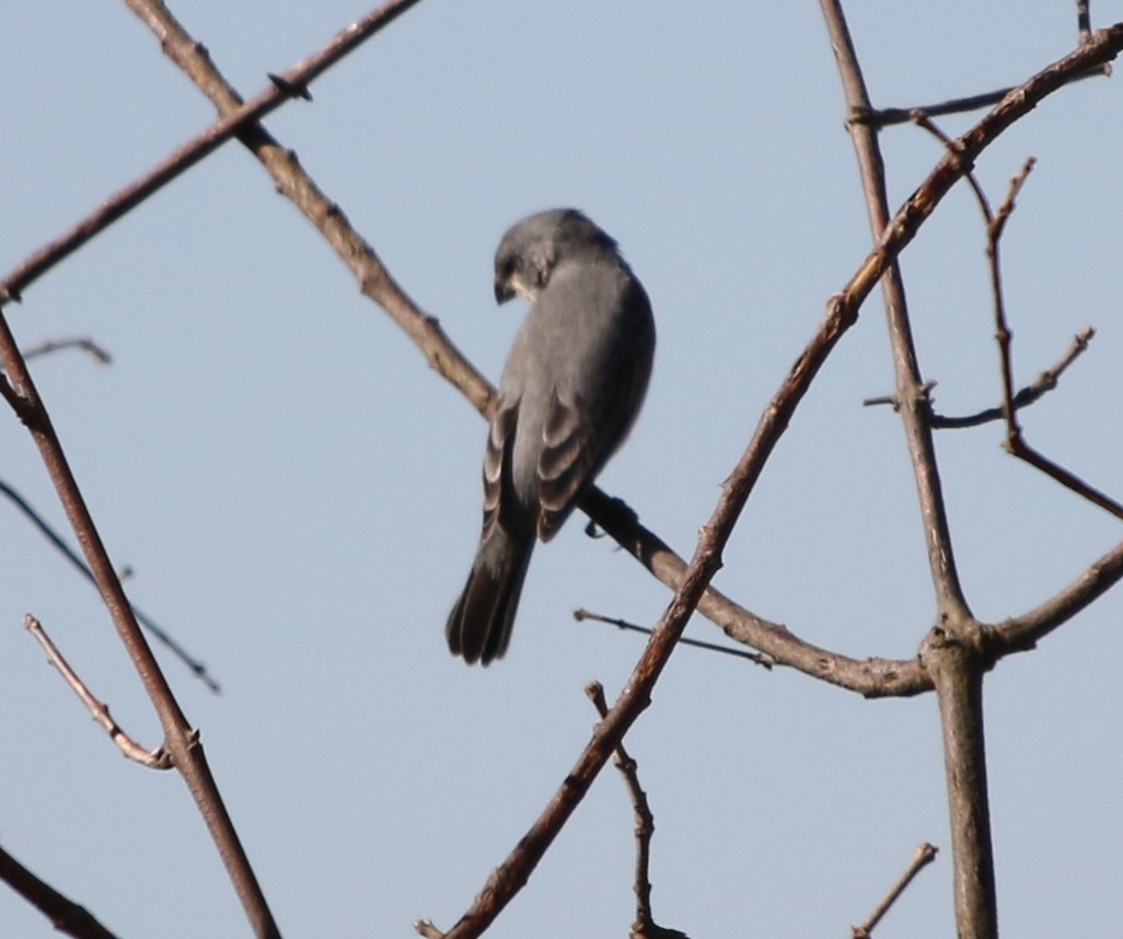 Plumbeous Seedeater - ML608584225