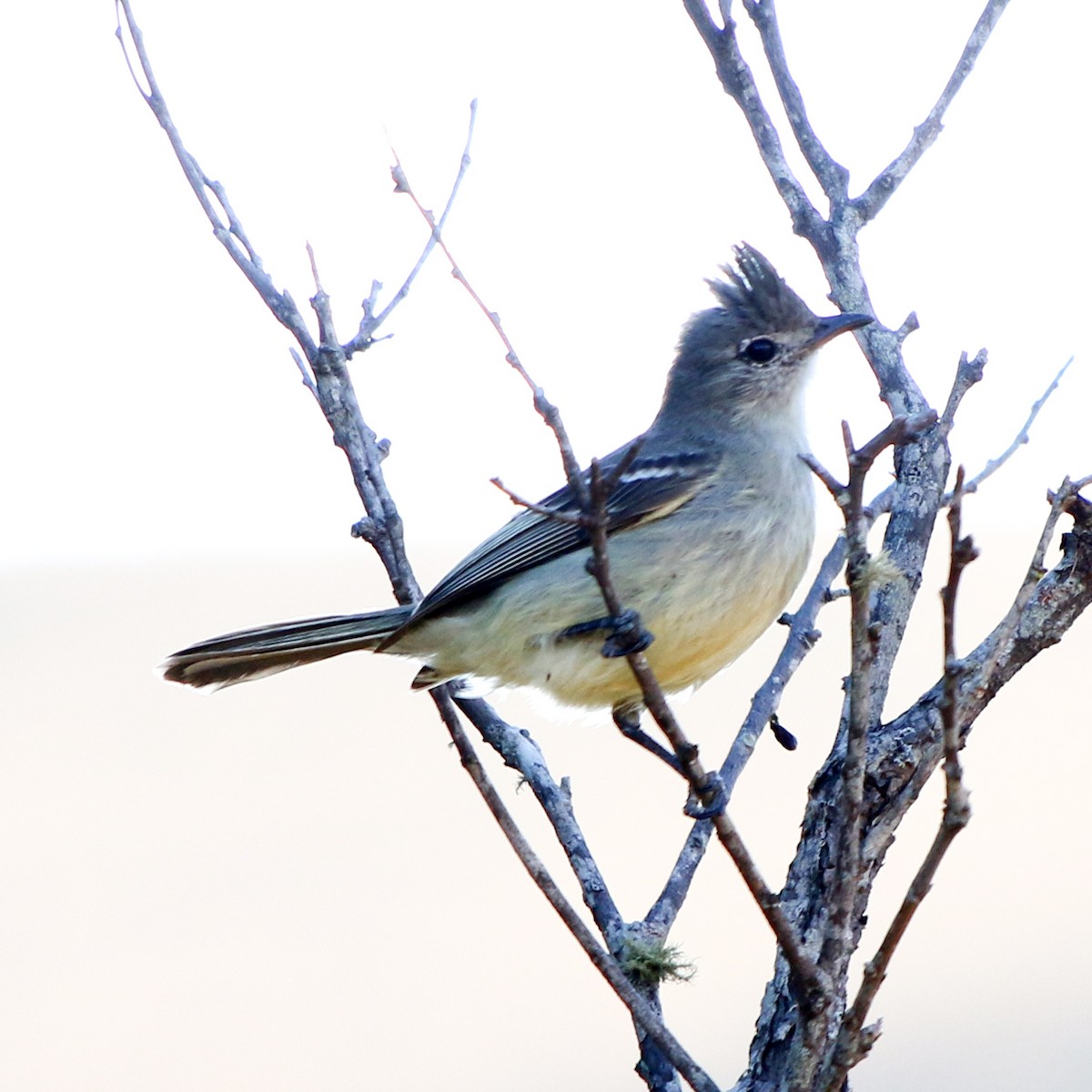 Plain-crested Elaenia - ML608584287