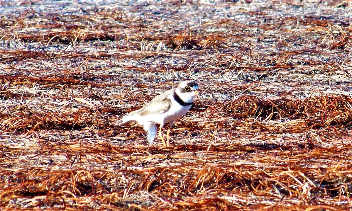 Semipalmated Plover - ML608584339