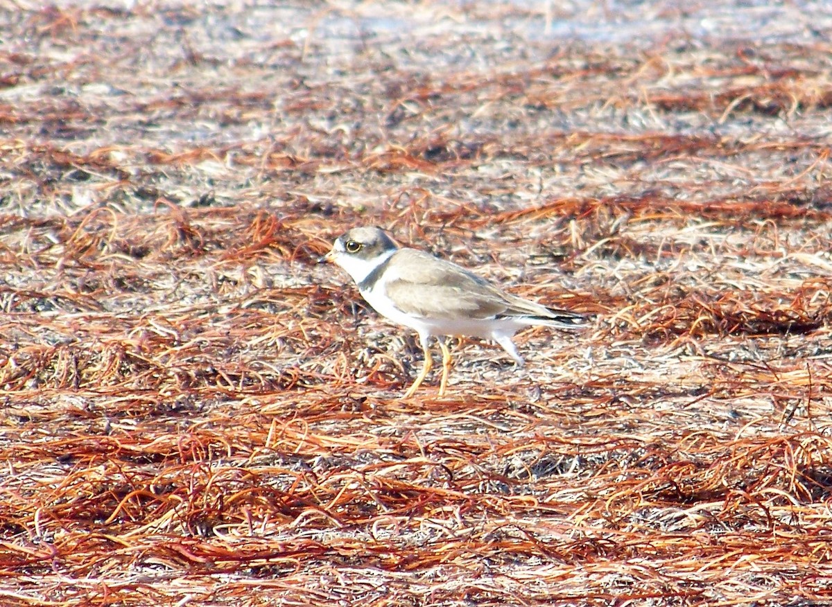 Semipalmated Plover - ML608584343