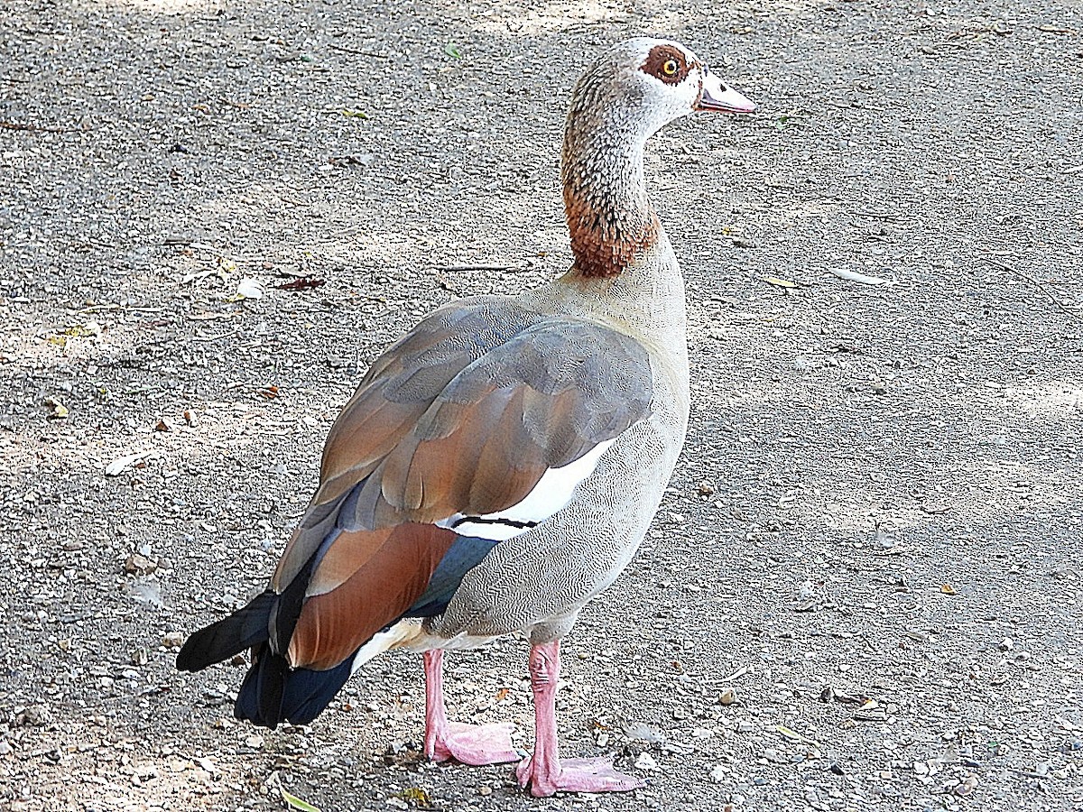 eBird Checklist - 7 Sep 2023 - Pensthorpe Natural Park NR (Restricted ...