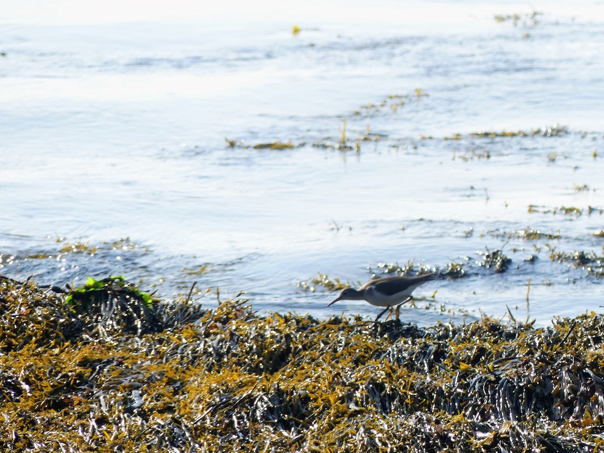 Spotted Sandpiper - Dave Osterman