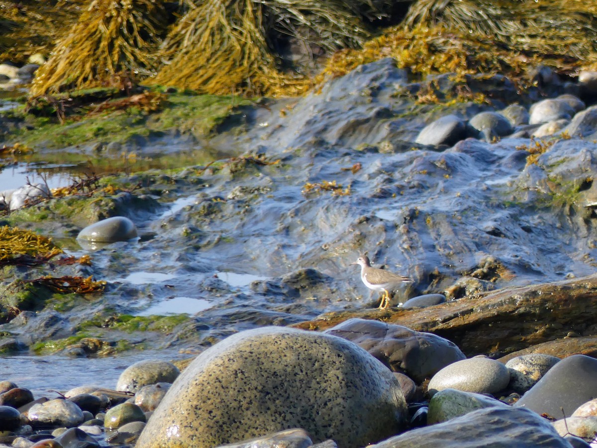 Spotted Sandpiper - Dave Osterman