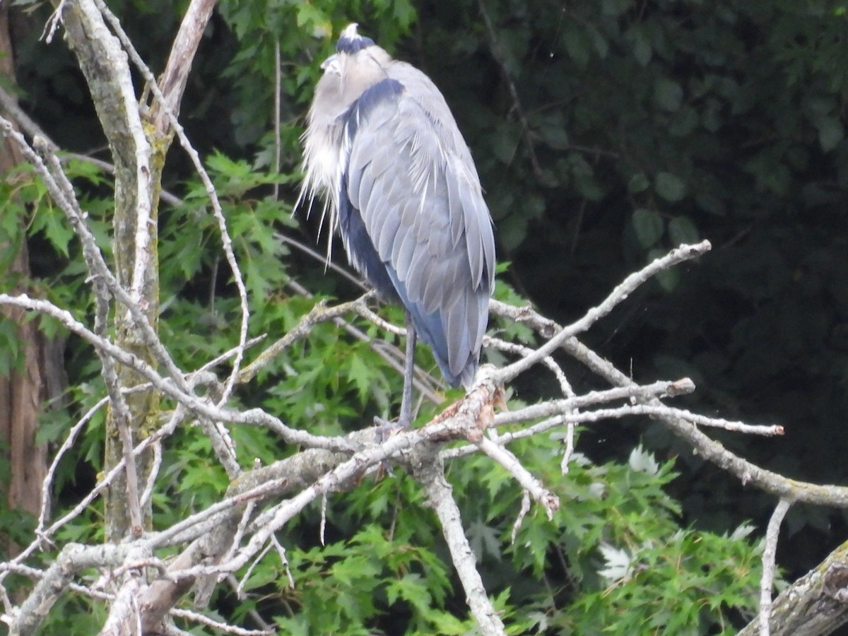 Great Blue Heron - Lois Rockhill