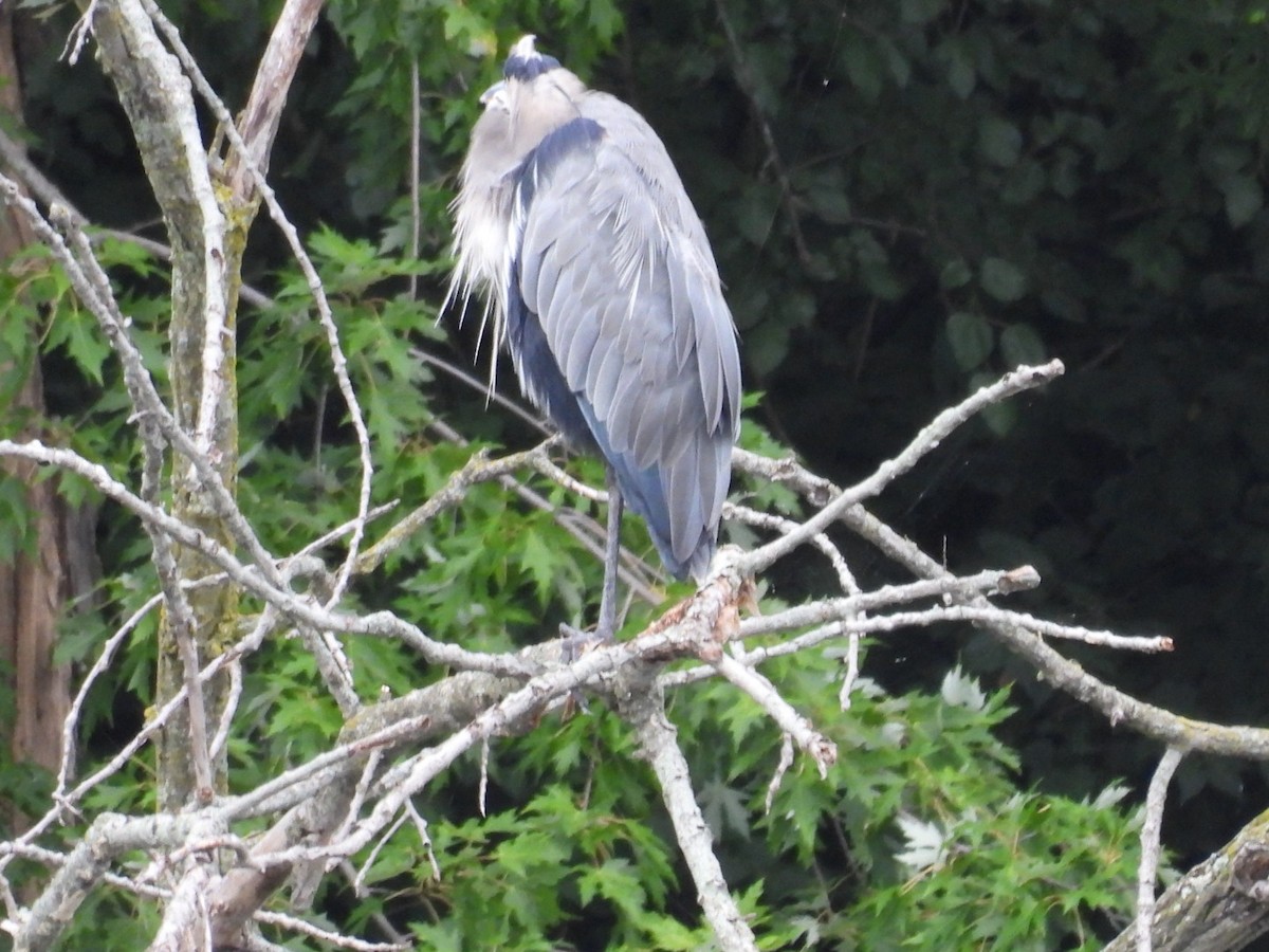 Great Blue Heron - ML608584542