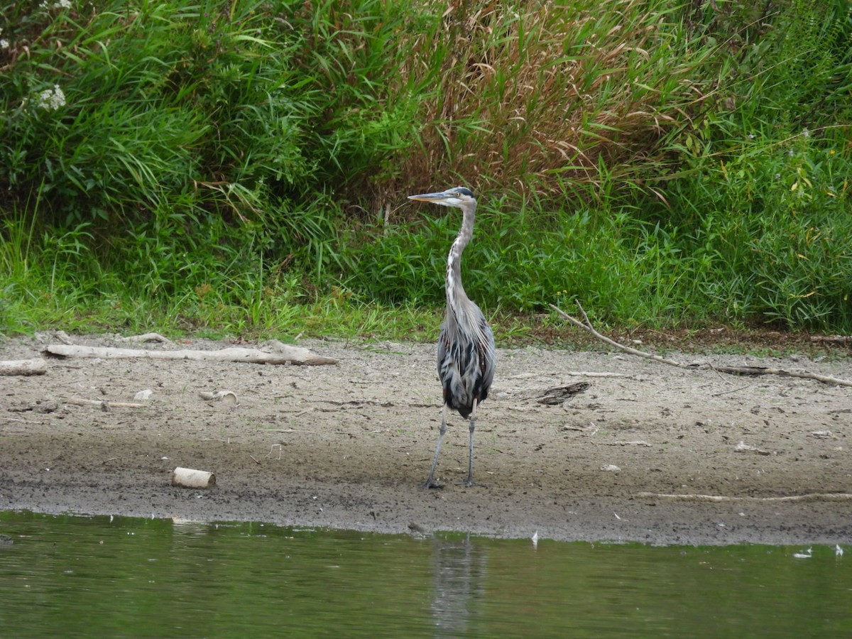 Great Blue Heron - ML608584543