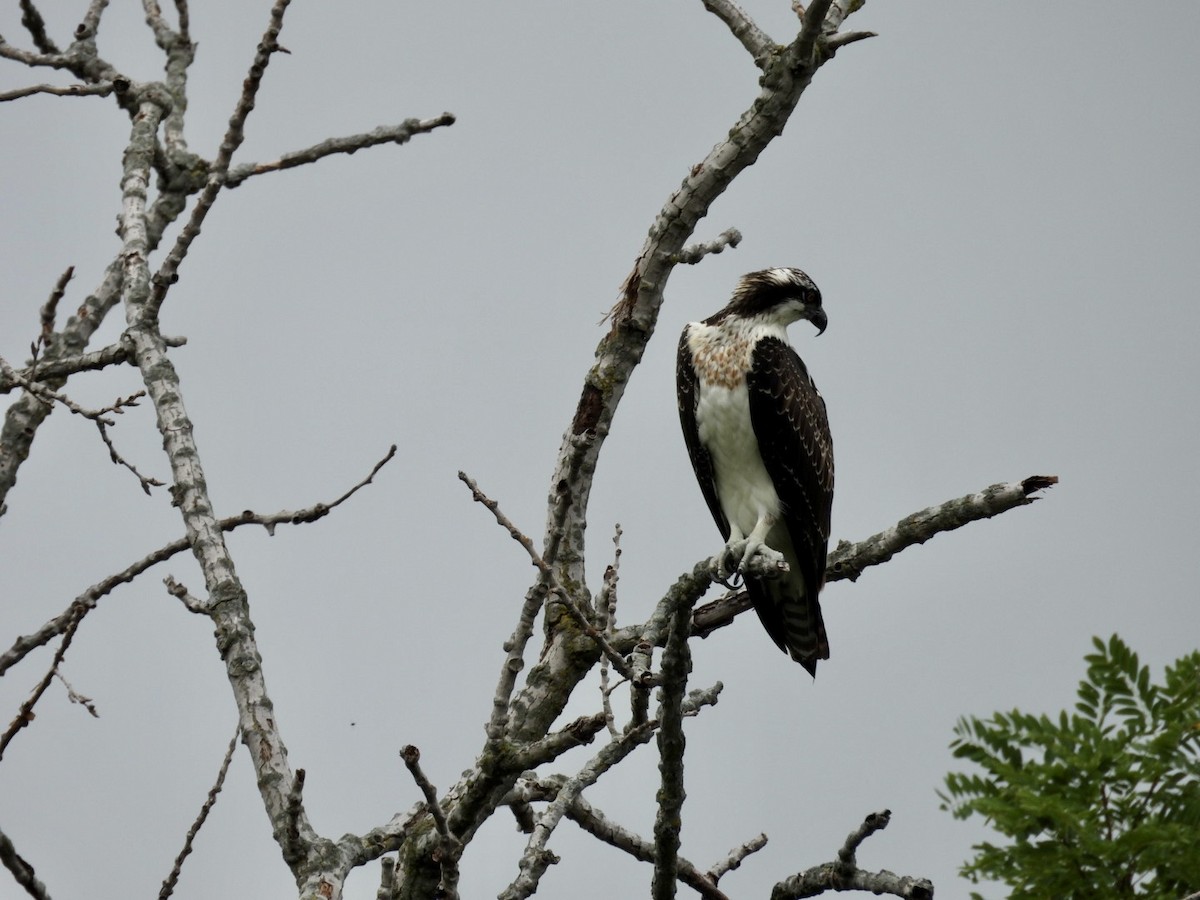 Osprey - Lois Rockhill