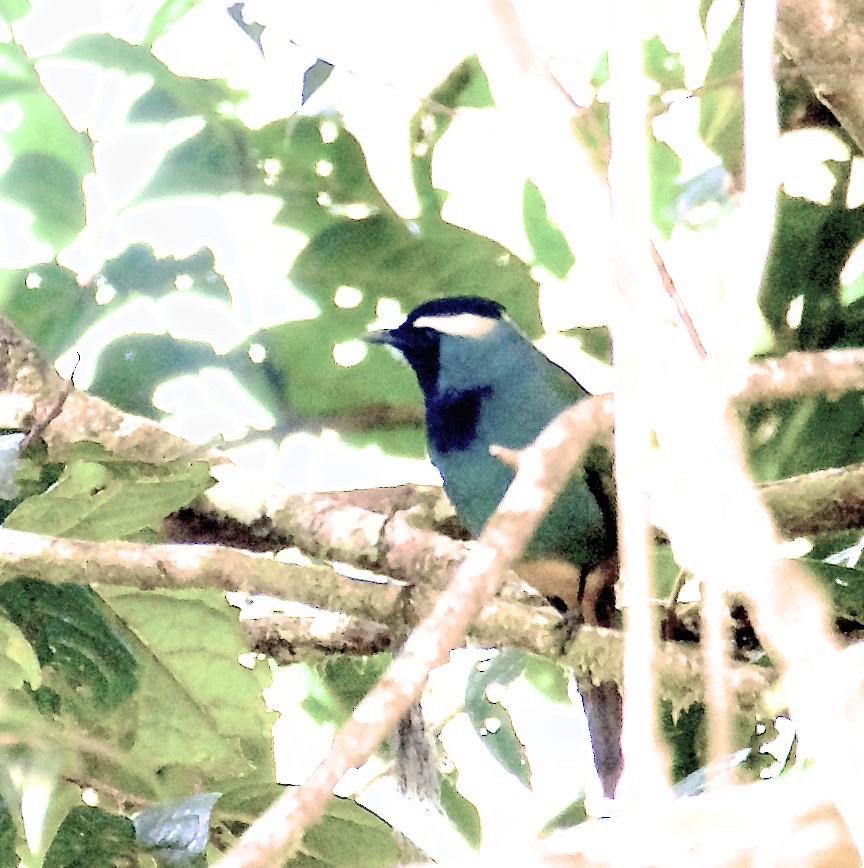 Eastern Crested Berrypecker - ML608584566