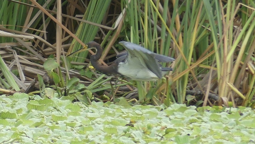 Tricolored Heron - ML608584594